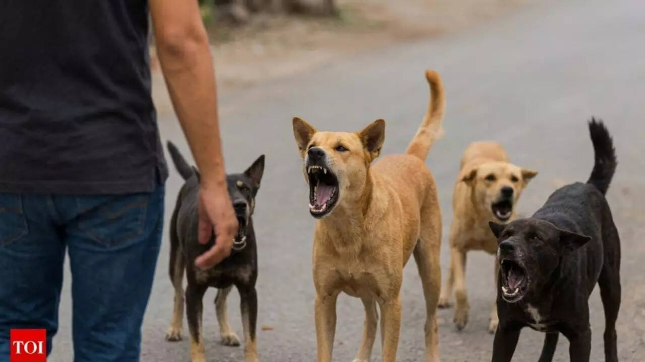 BMC launches drive to collect statistics on feeding stray dogs