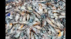 Shrimp exports to US from state battling tide of tariffs