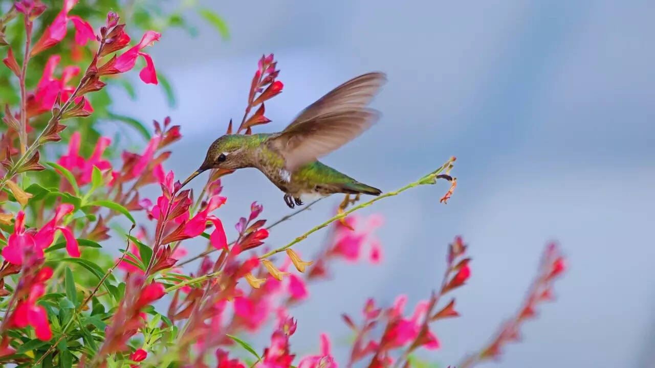 Hummingbird