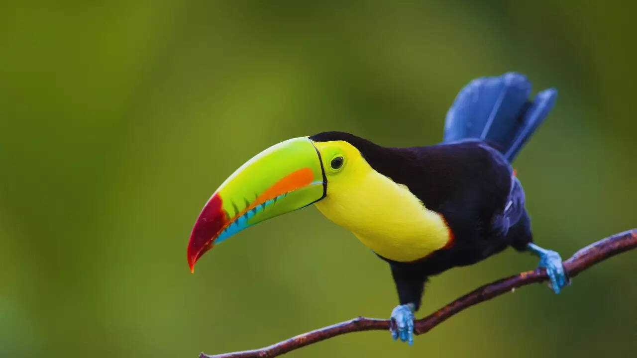 Keel billed toucan