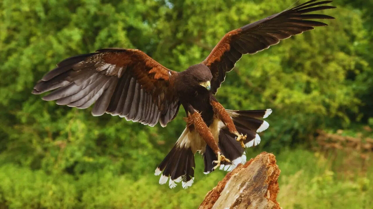 Harris Hawk in Ecuador