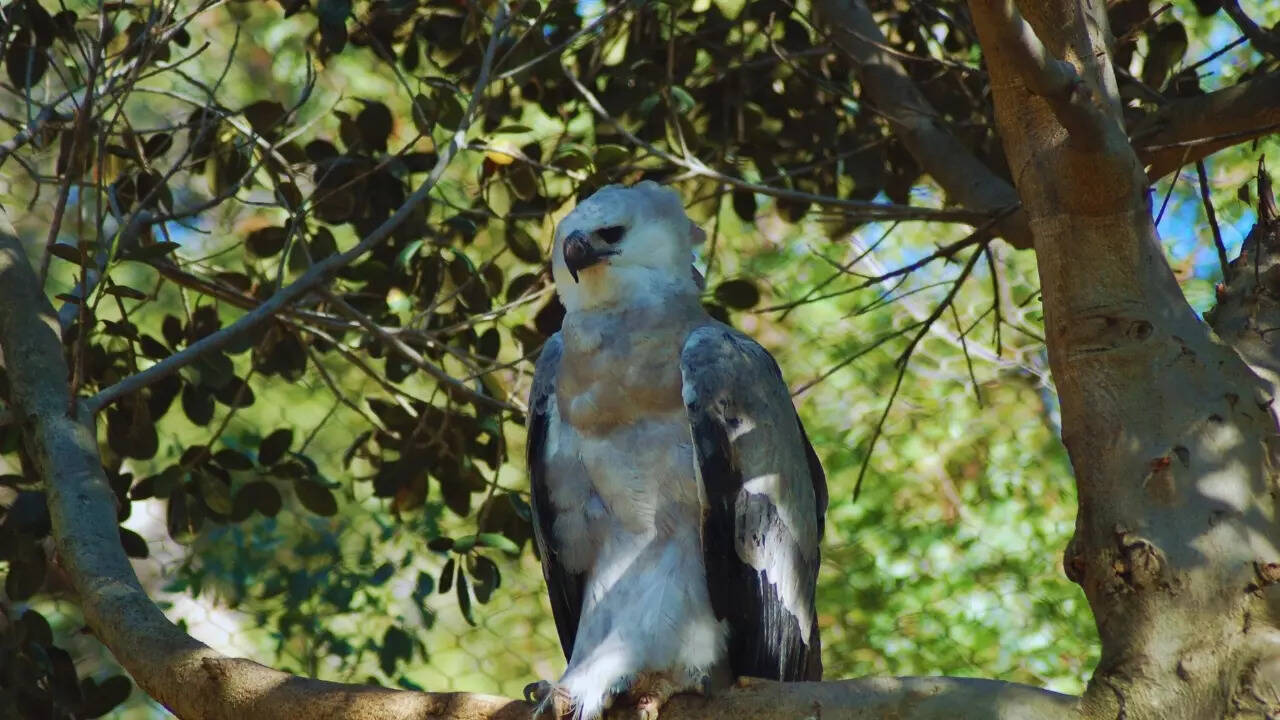 Harpy eagle in Colombia