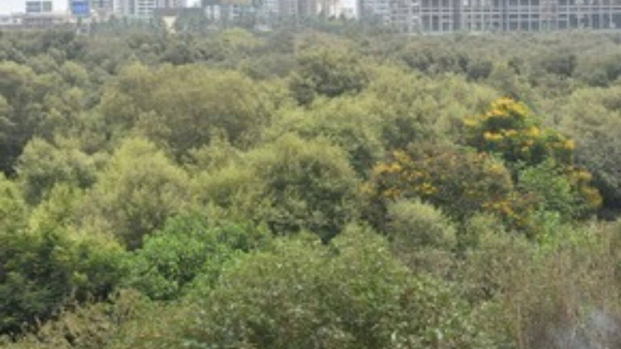 Can cut 46k mangroves for Mumbai project: SC