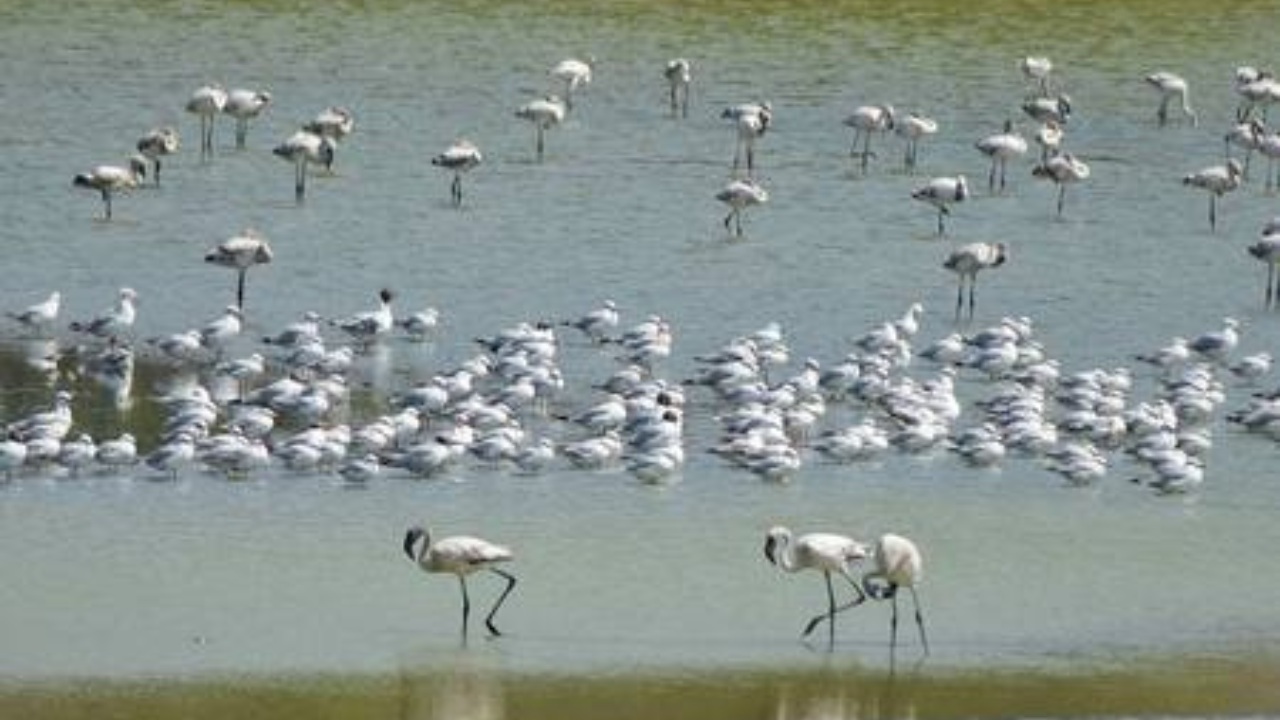 Flamingo habitats face decline as wetlands turn toxic in Navi Mumbai