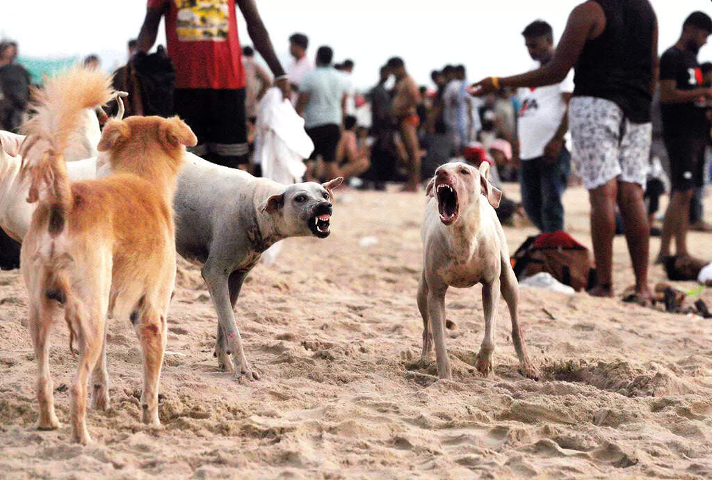 ‘Rabies-controlled’ Goa faces rising canine distemper cases