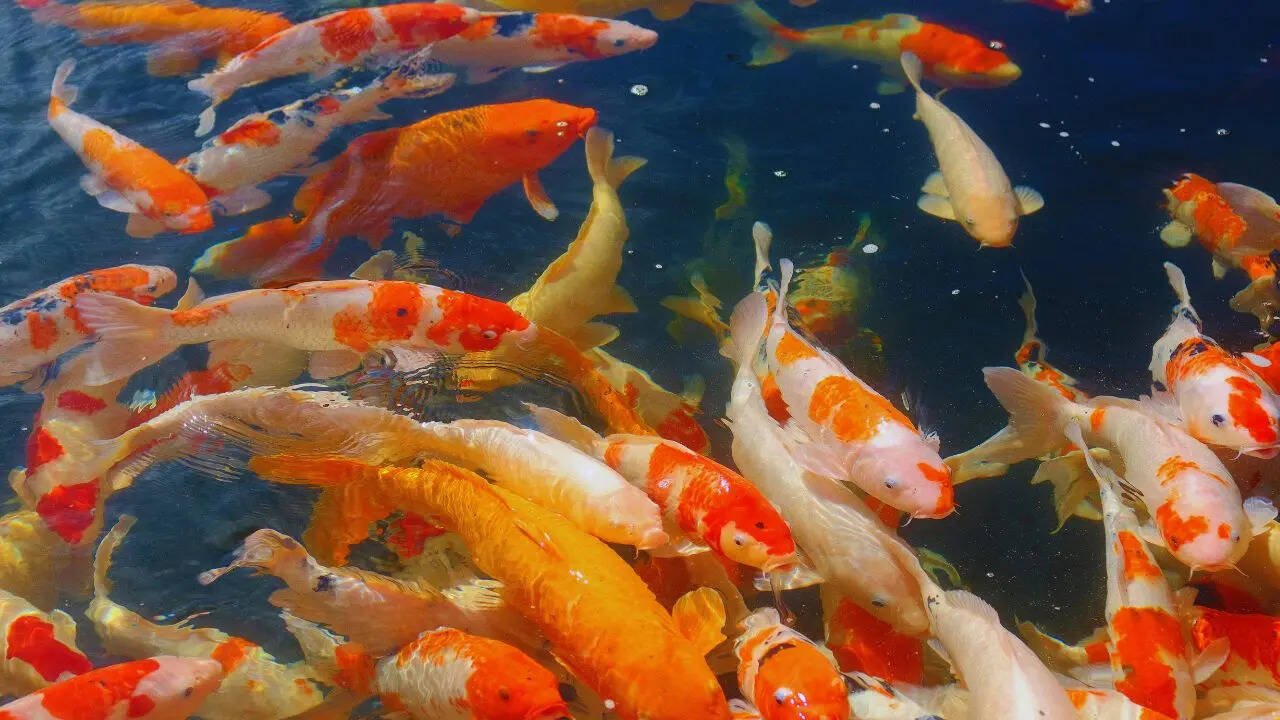 msid-129759896,imgsize-97222.cms