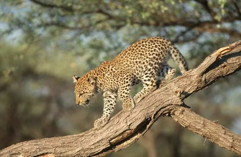 Council OKs bill on leopard relocation sans Centre’s nod