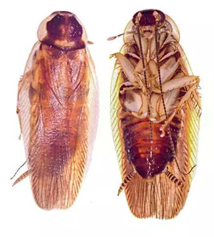 DNA barcoding helps Indian scientists confirm new cockroach species