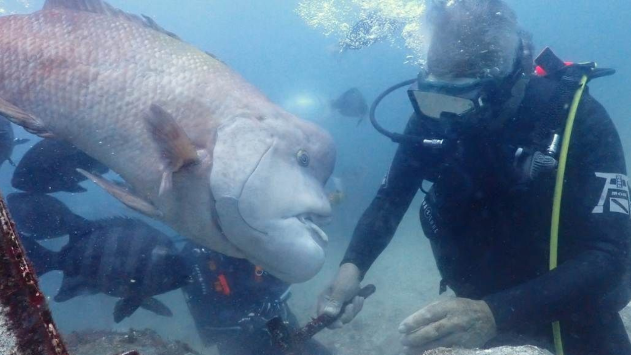 A decades-long bond between diver and fish