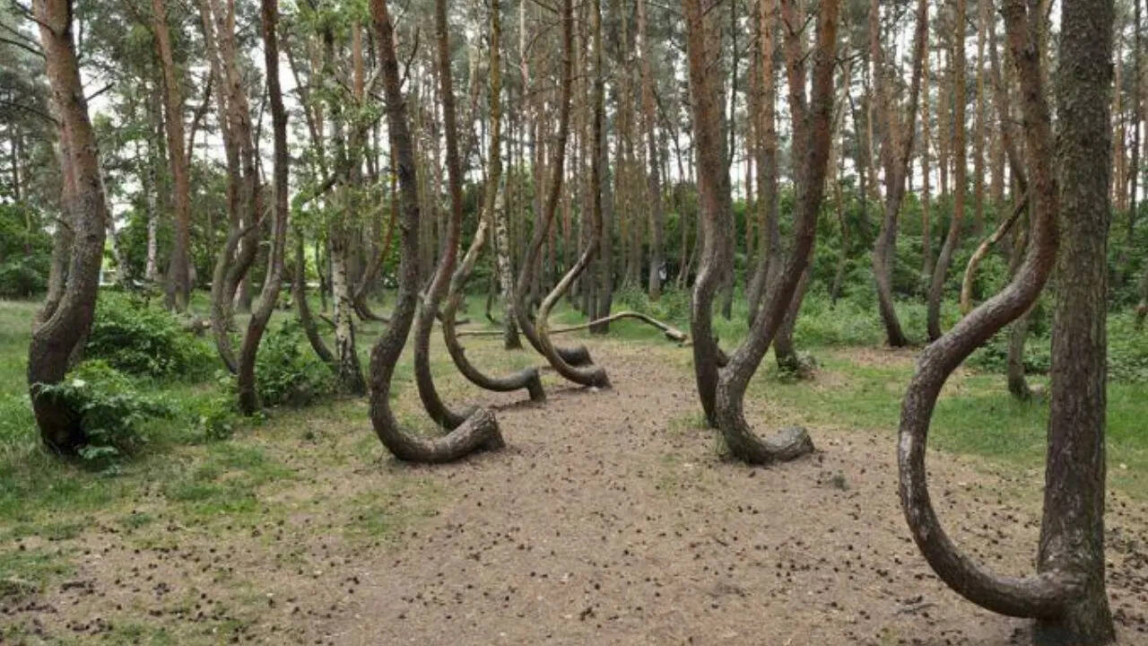 The crooked forest: Why 400 trees in Poland are bent exactly to the north