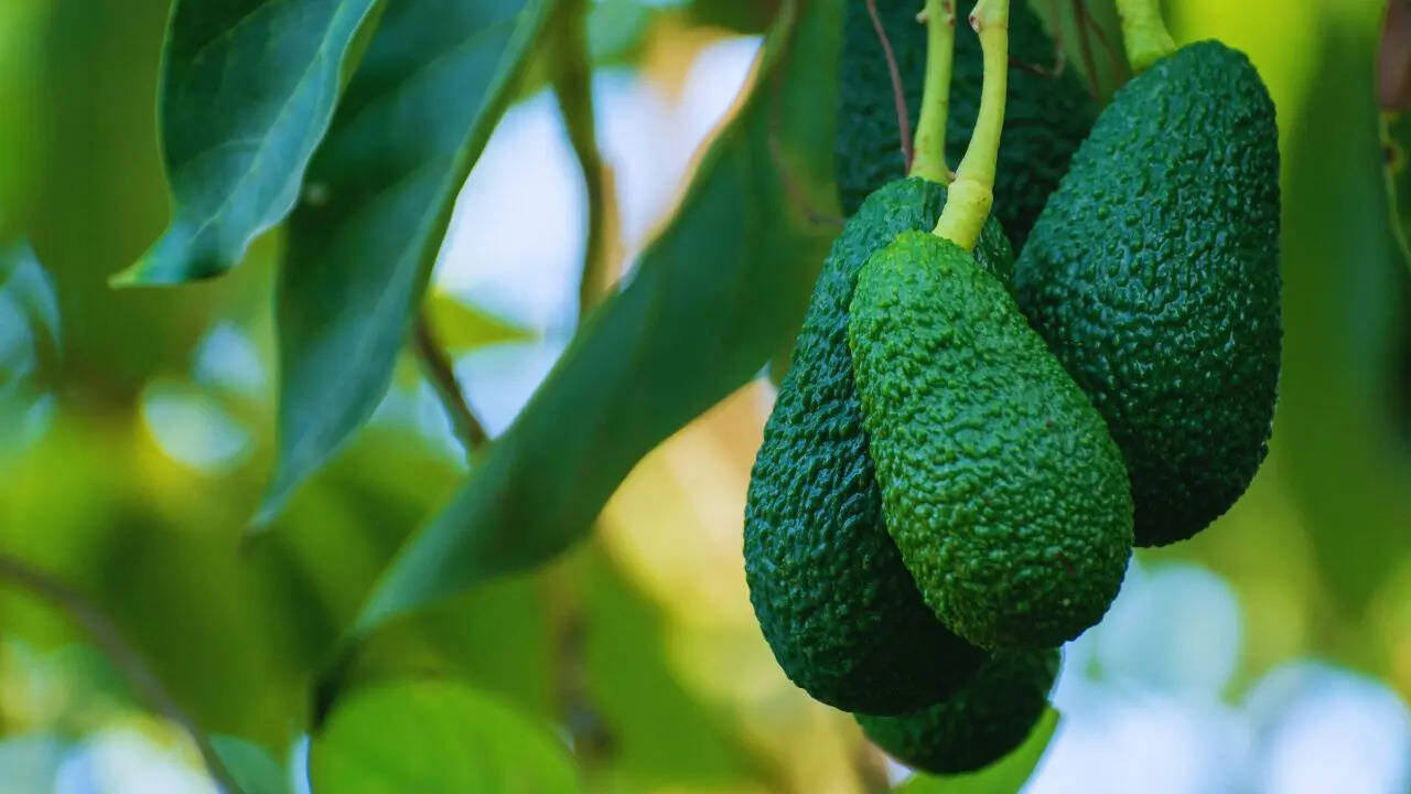Stop buying avocados! Here’s how to grow them easily