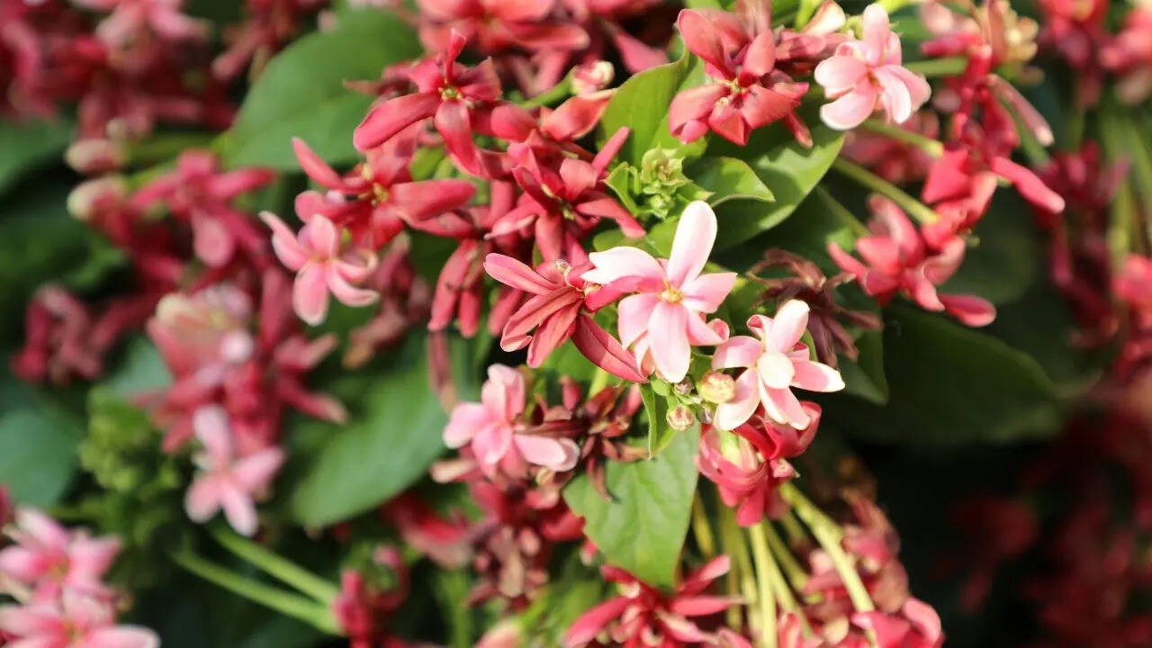 msid 129809484,imgsize 65136