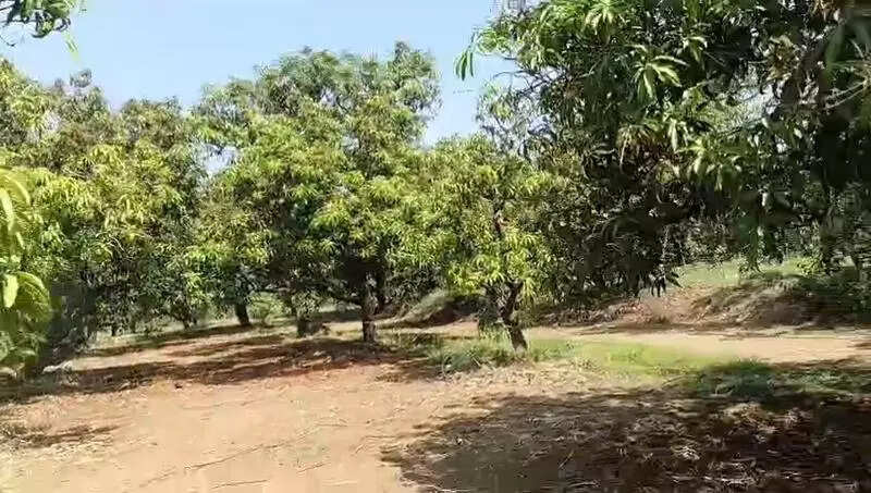 Gujarat Mango Harvest Faces Massive Loss From Extreme Heat