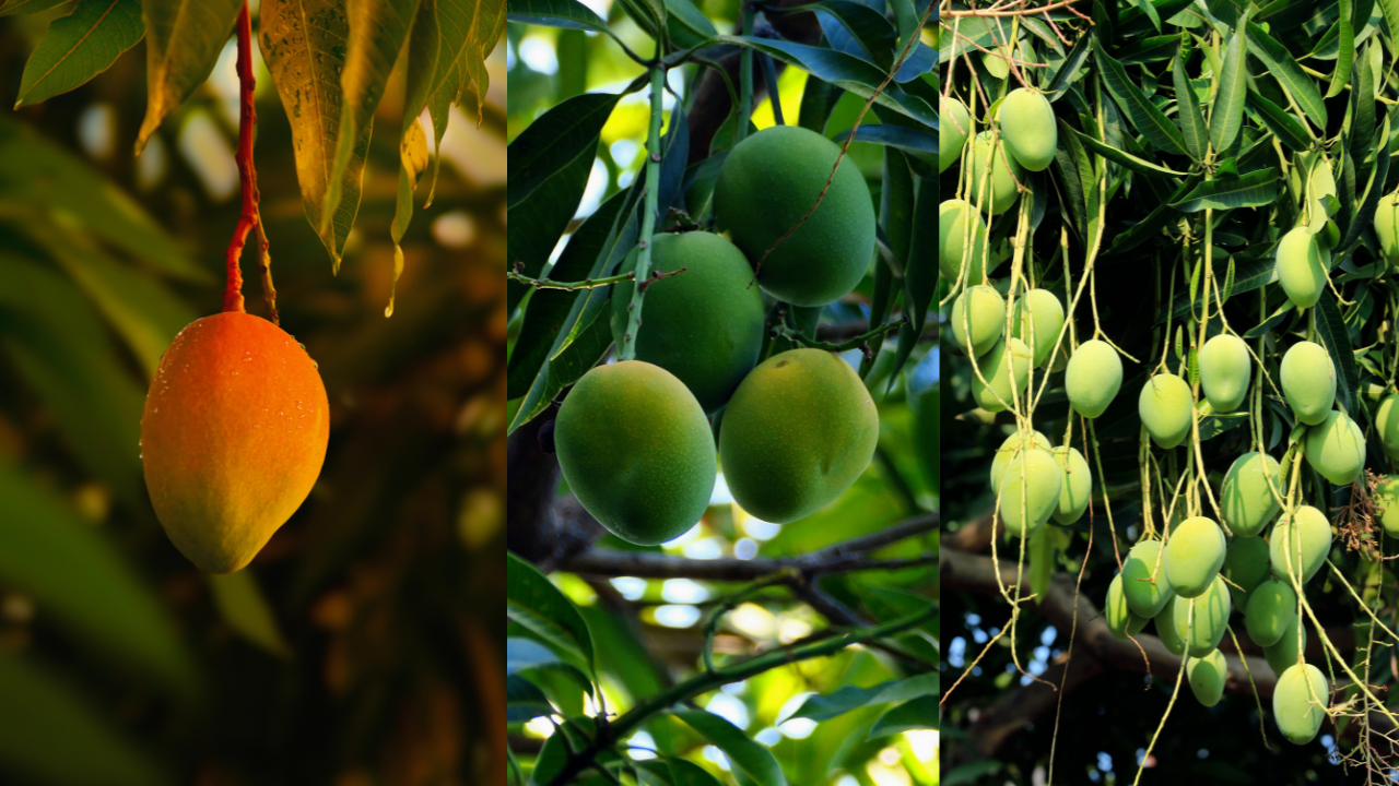 Grow a mango tree in your balcony garden and enjoy the sweet fruit at home
