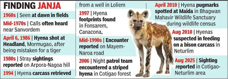 Silence of the striped hyena: Greens in state seek survey of fading status