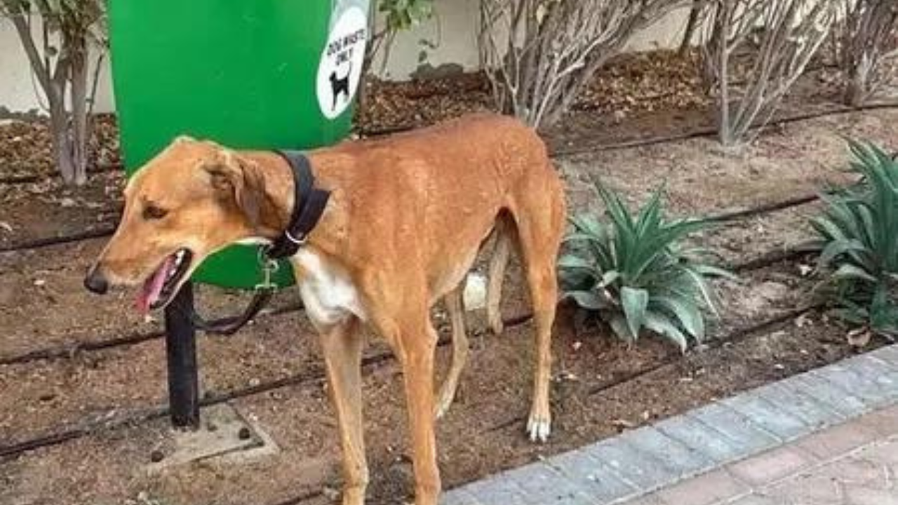 Delhi civic fines set for overhaul; fines for dogs without leash set at Rs 1,000