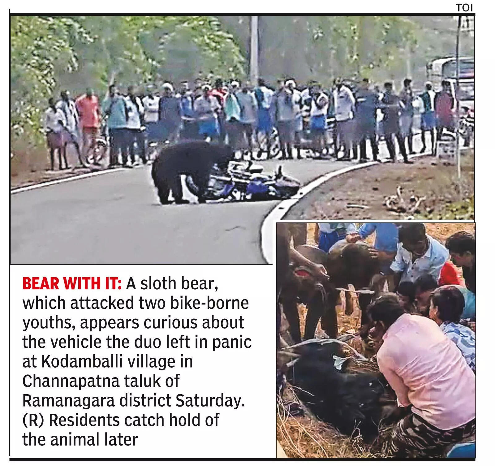 Bear attacks youths & shreds their bike before locals trap it