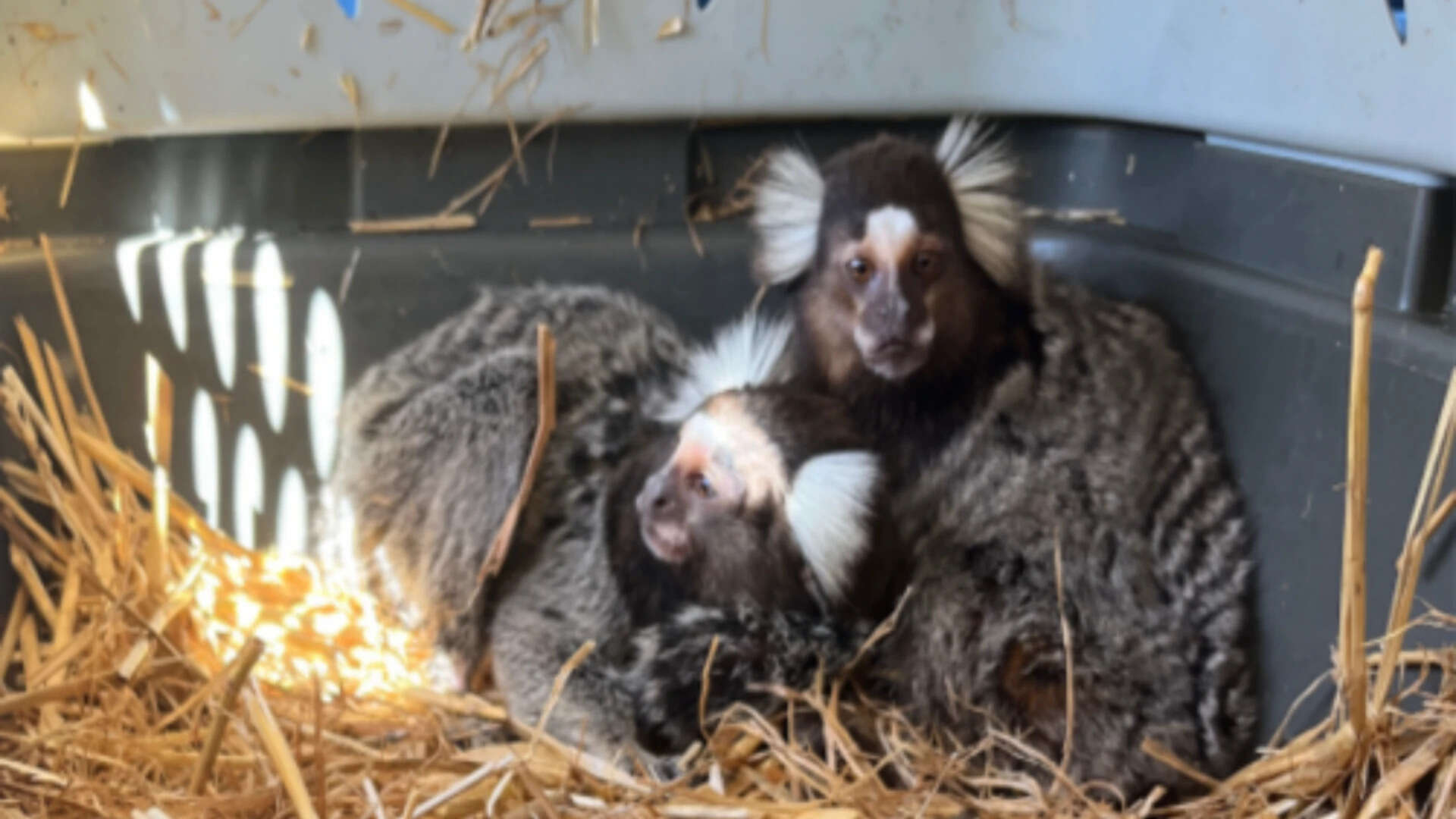 ‘The Monkey Whisperer’: Florida man arrested for illegal trading of exotic animals
