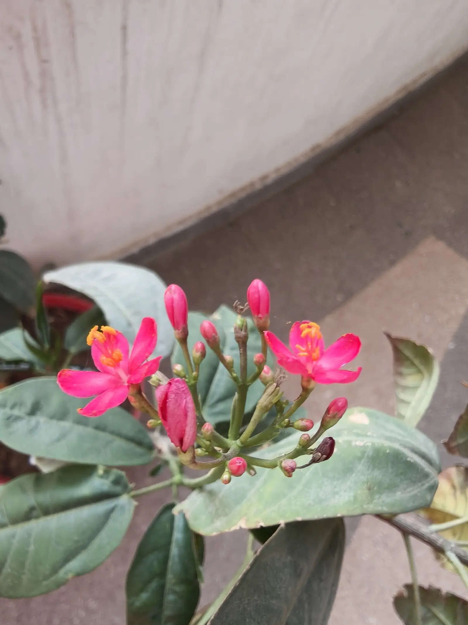 Oppo Reno 15 Pro Mini camera sample