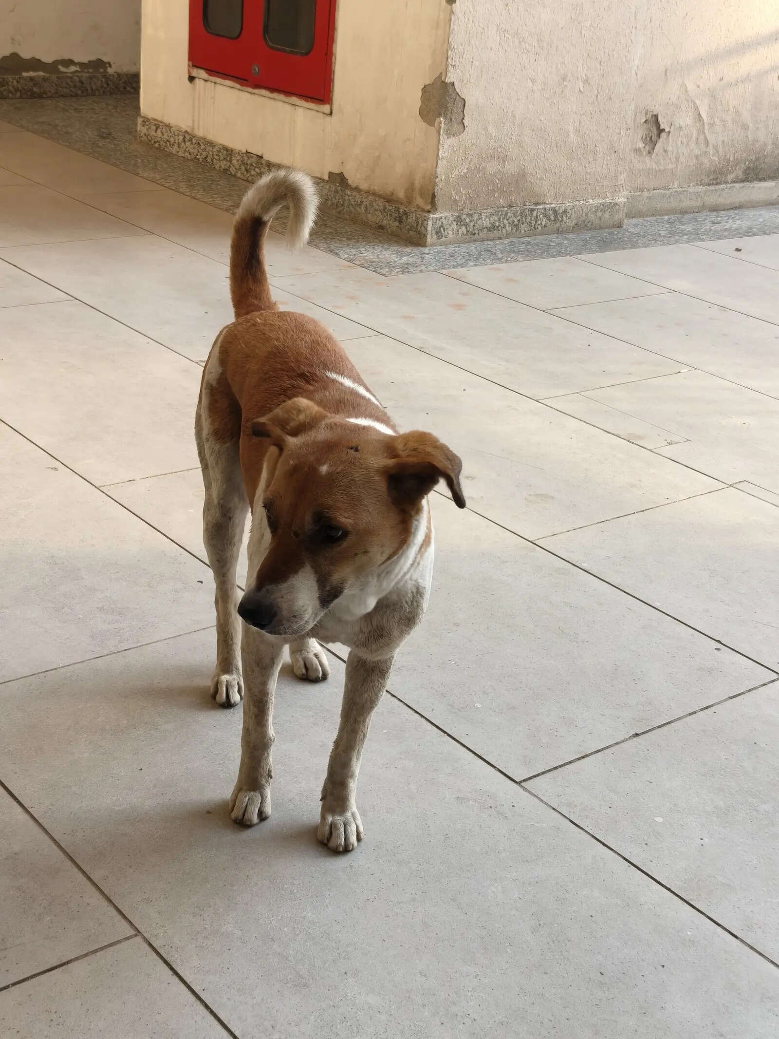 Oppo Reno 15 Pro Mini camera sample