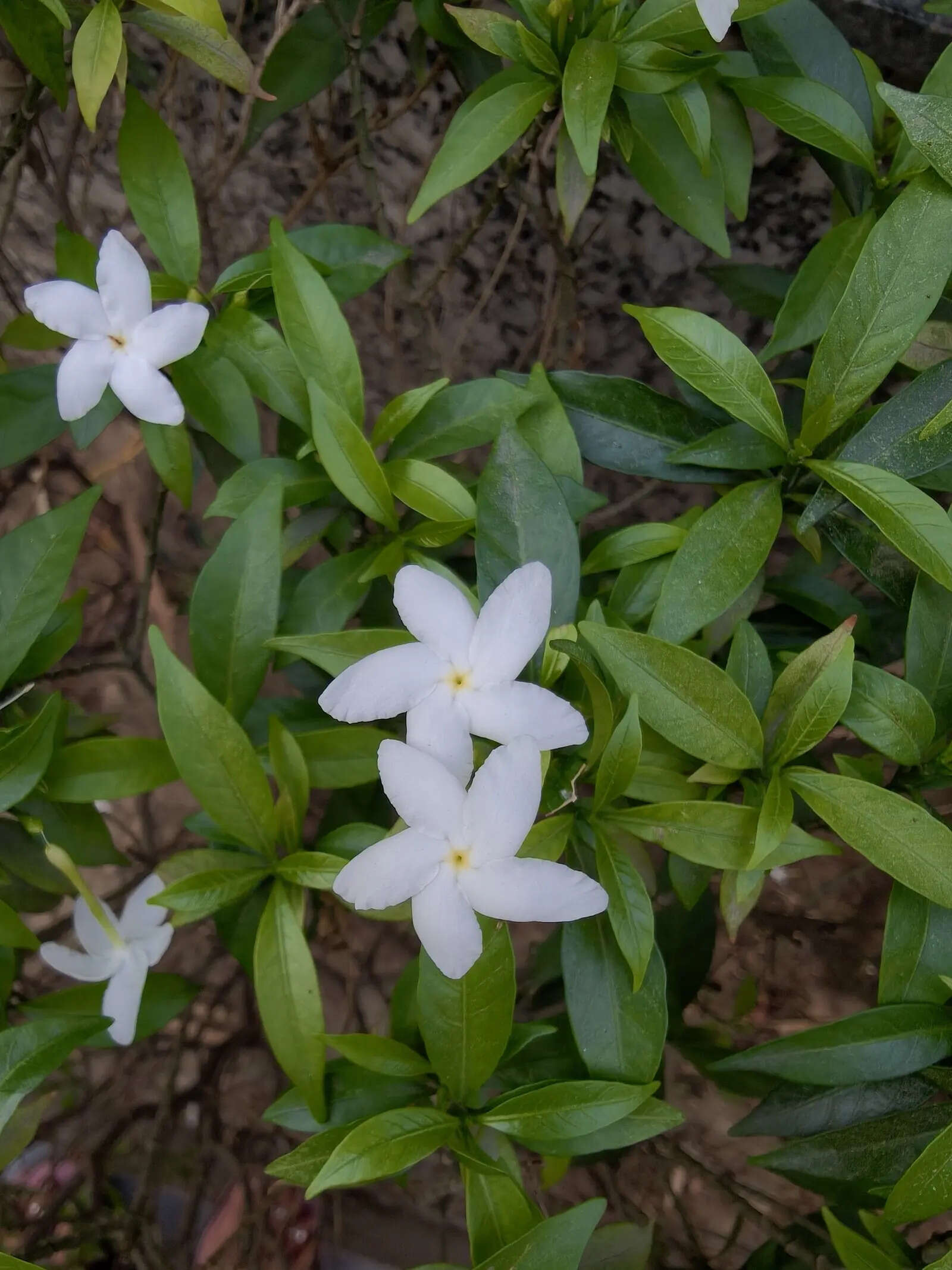 Oppo Reno 15 Pro Mini camera sample