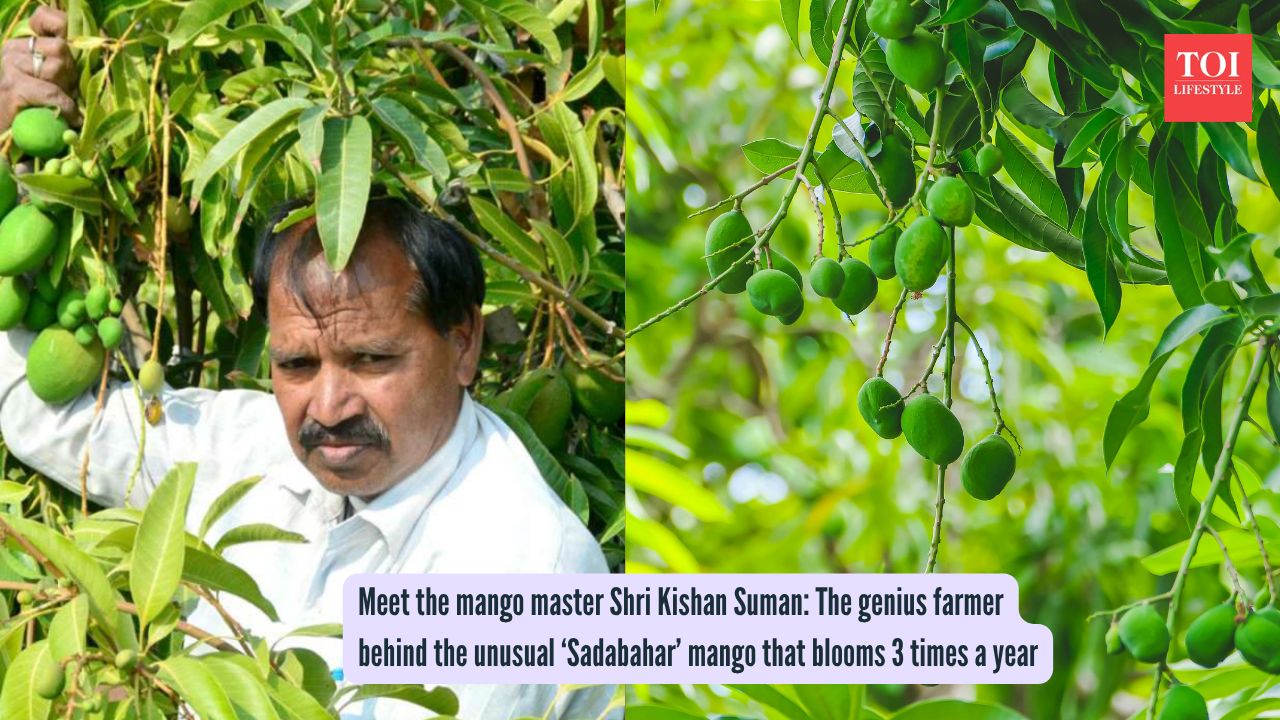 Meet the mango master Shri Kishan Suman The genius farmer behind the unusual ‘Sadabahar’ mango that blooms 3 times a year