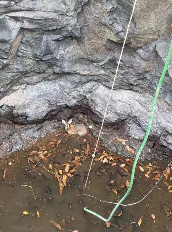 Rare four-horned antelope falls into well in Raigad village, rescued