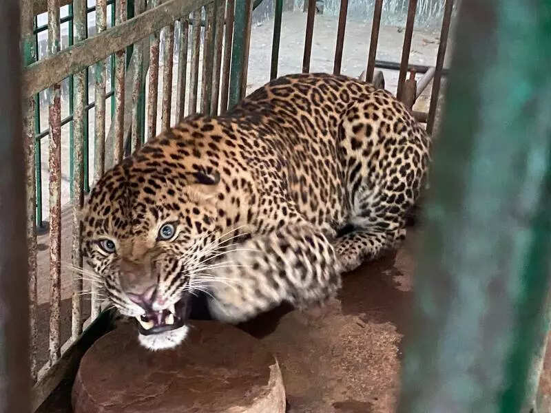 Rescued leopard in quarantine for 15 days in zoo