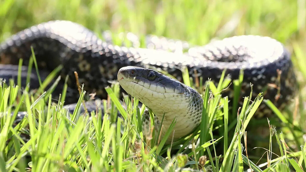 Snakes in garden (Image source: Canva)