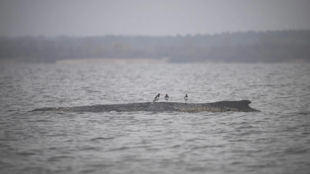 Whale done! Baltic stray makes a splashing escape, swims free again