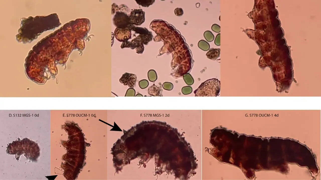 Can life survive on Mars? Scientists use ‘water bears’ to test red planet habitability
