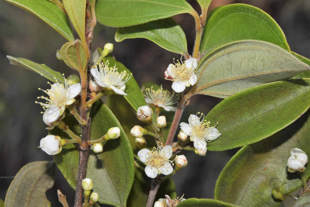 Australia’s ‘zombie tree’ is dying from a deadly fungal disease and scientists are racing to save it