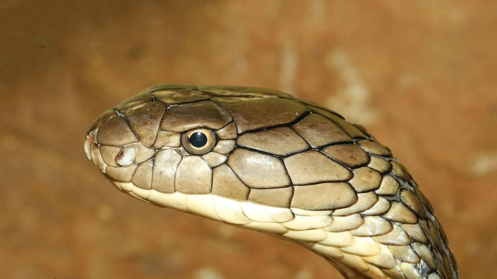  5 of the world’s deadliest snakes and how they come close to humans