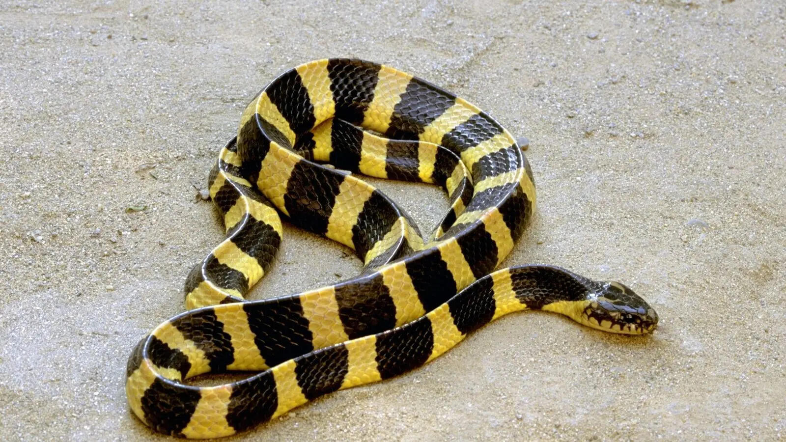  5 of the world’s deadliest snakes and how they come close to humans