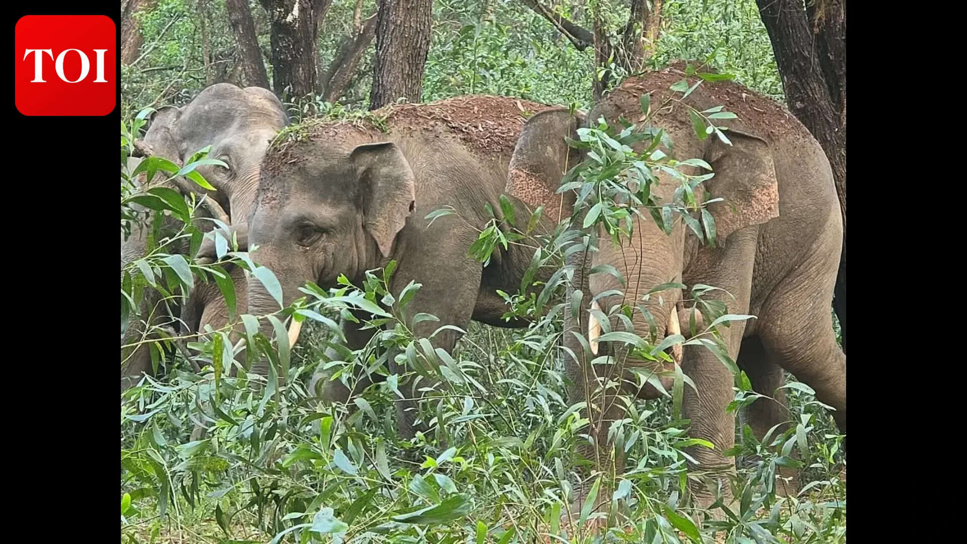 Elderly woman killed by elephant in Chaibasa; her brother injured while attempting to save her