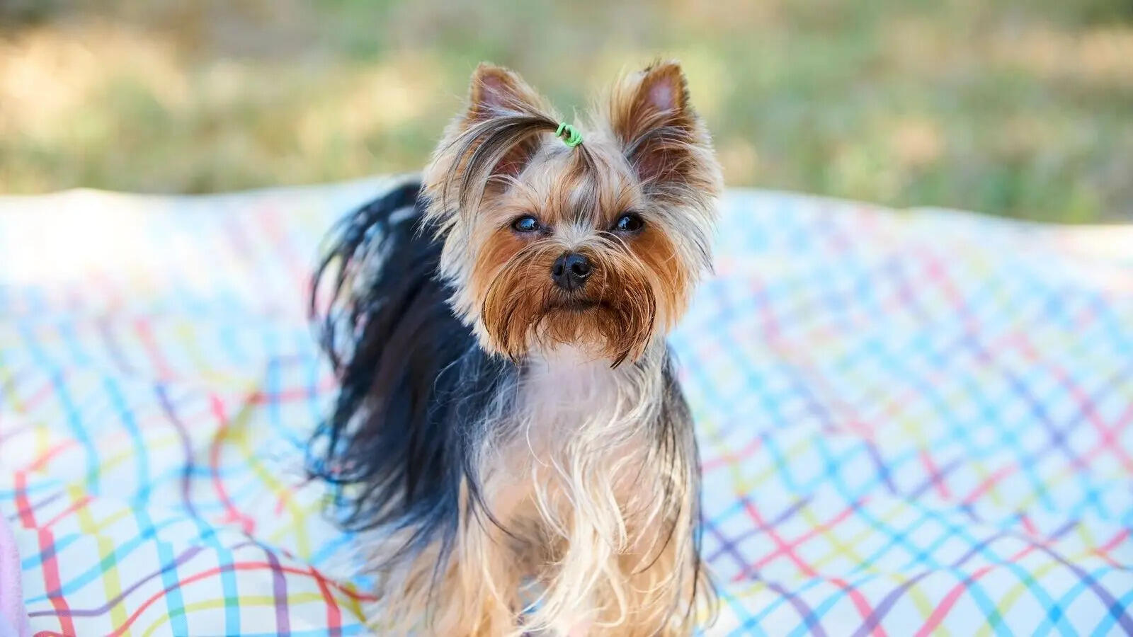 5 smallest dogs with the biggest personalities