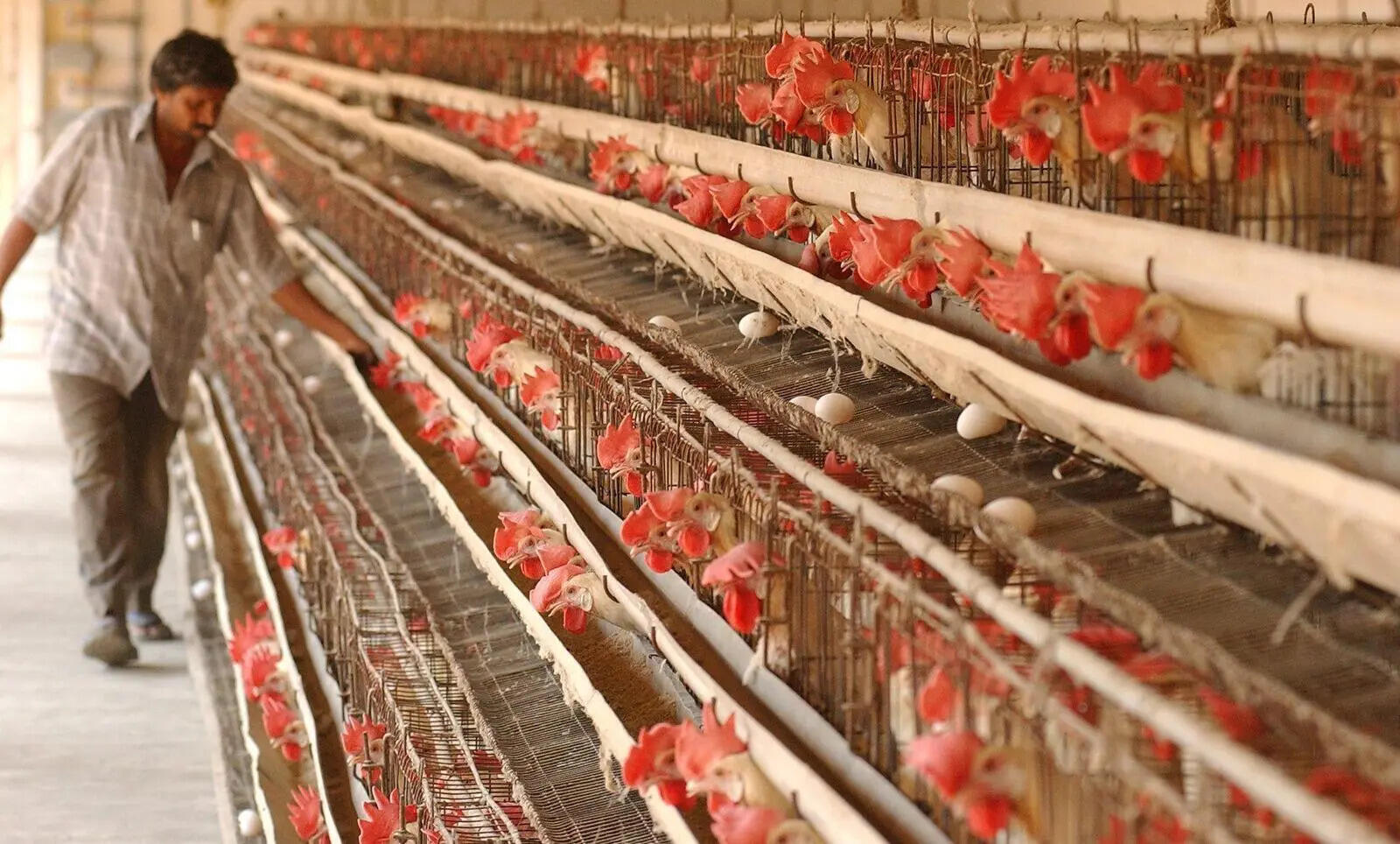 Eggs come from a mix of organised farms and small rural producers, with no single tracking point