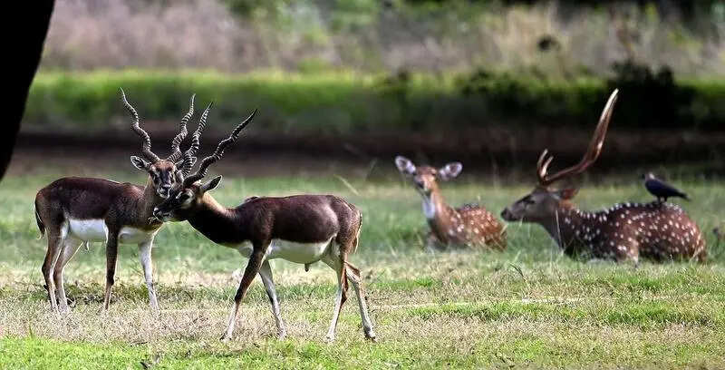 Blackbuck numbers fall in Guindy national park