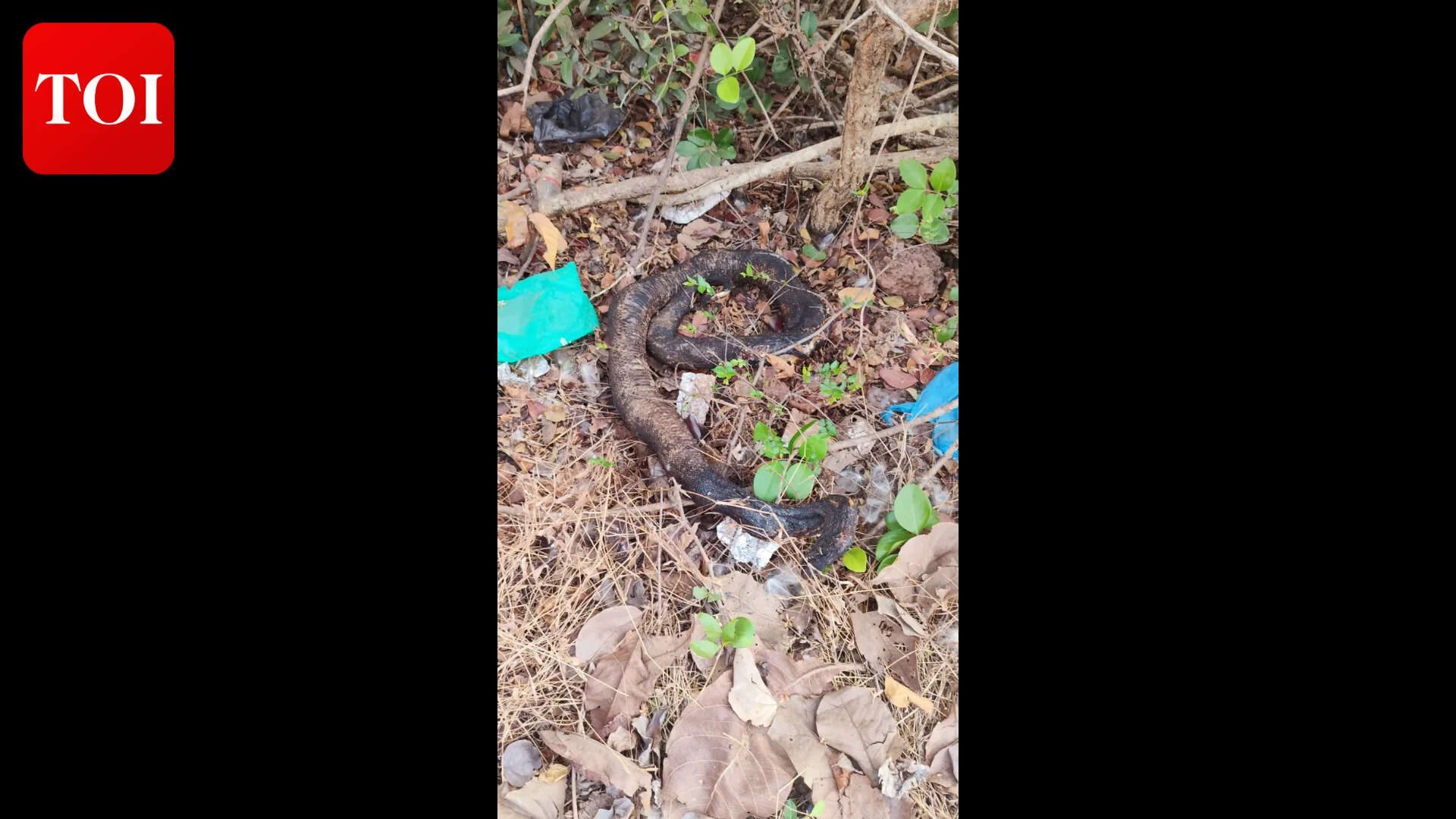 Python burnt alive in Candolim, action sought