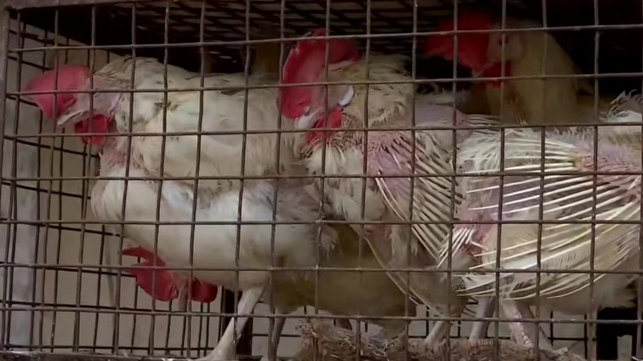 Chicken shops shut across Telangana from today as traders escalate protest over shrinking margins