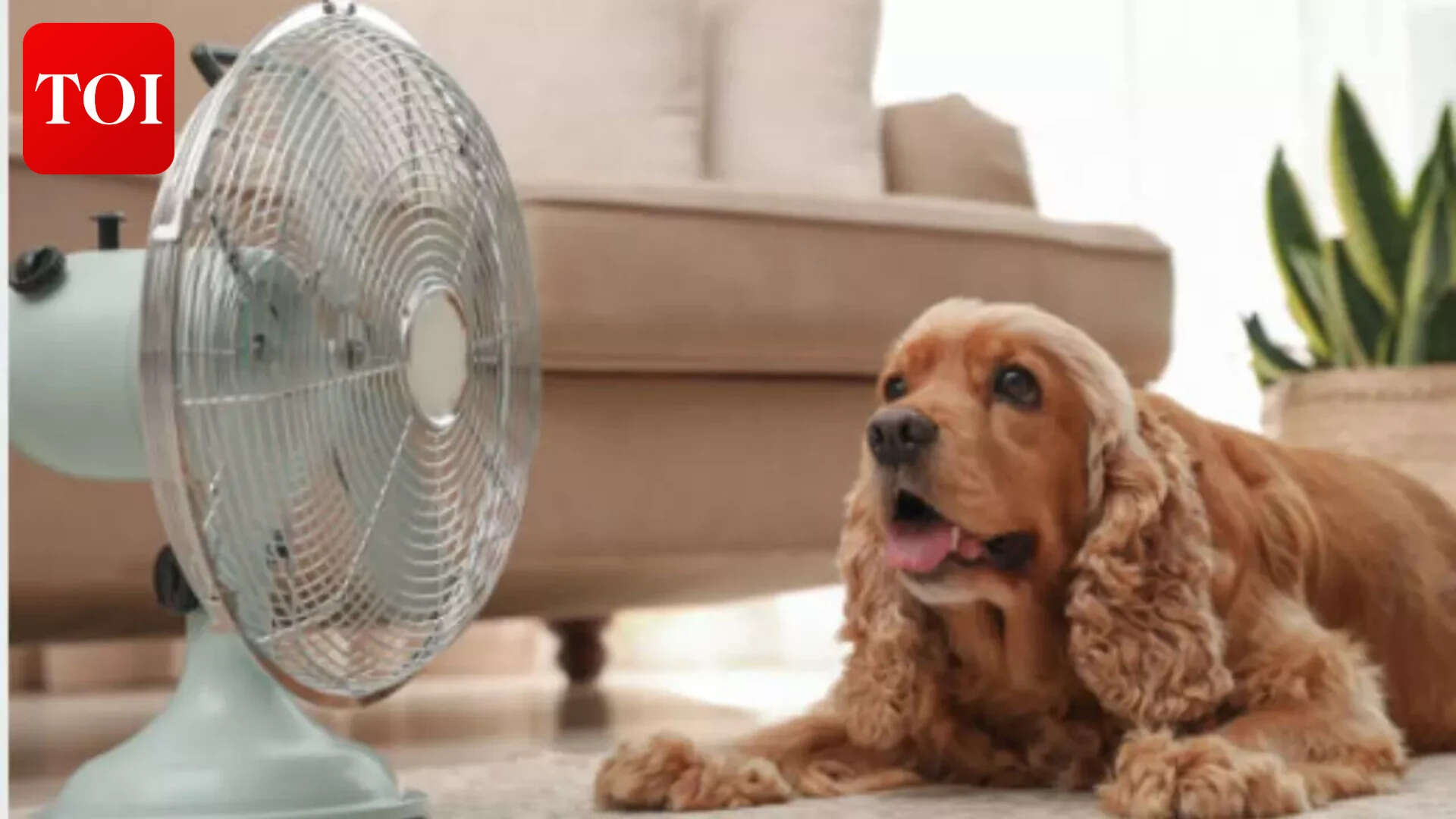 Summer care for pets