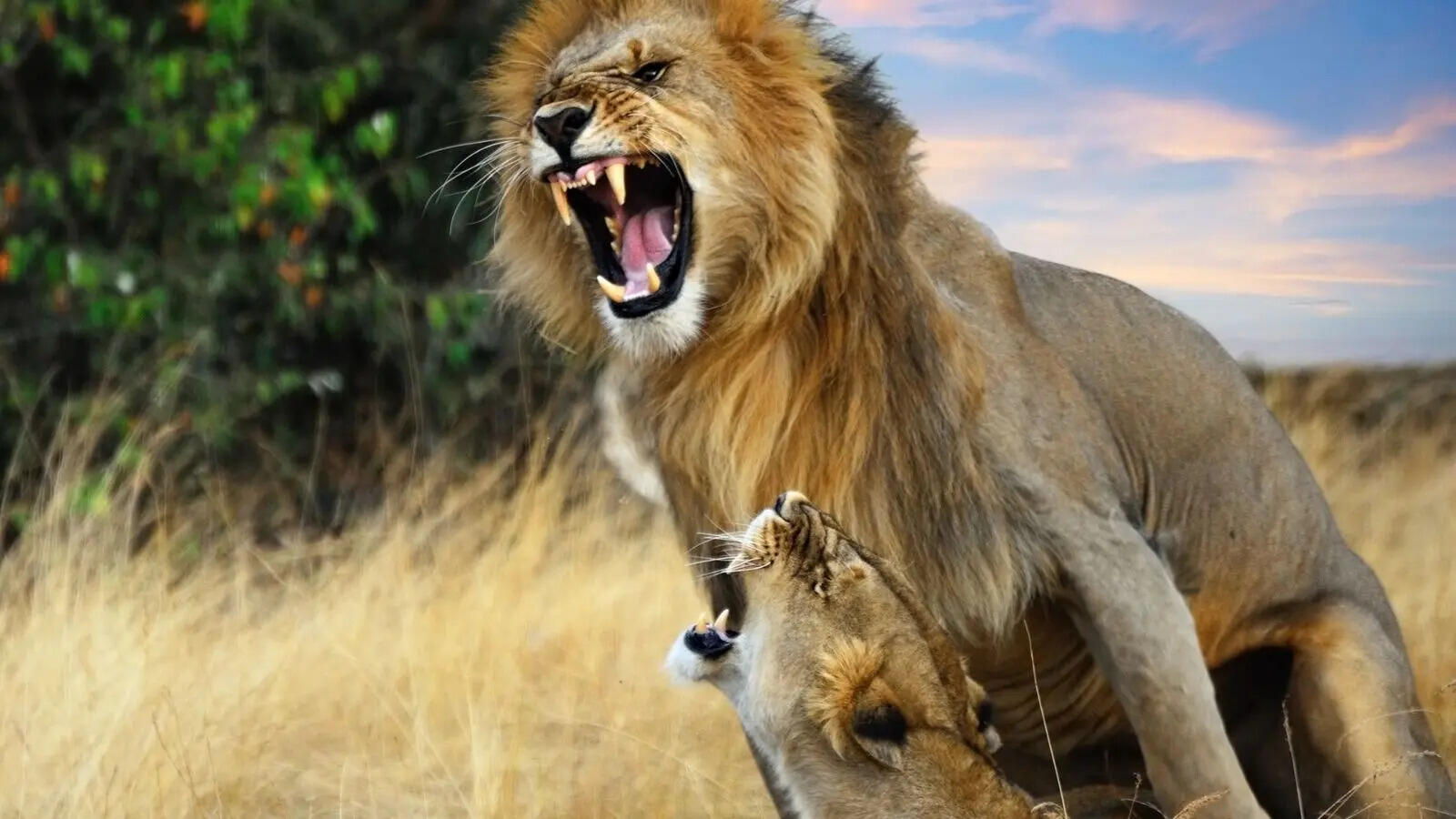 5 animals that ‘kidnap’ other animals’ babies and why it happens