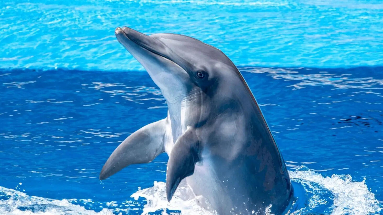 5 animals that ‘kidnap’ other animals’ babies and why it happens