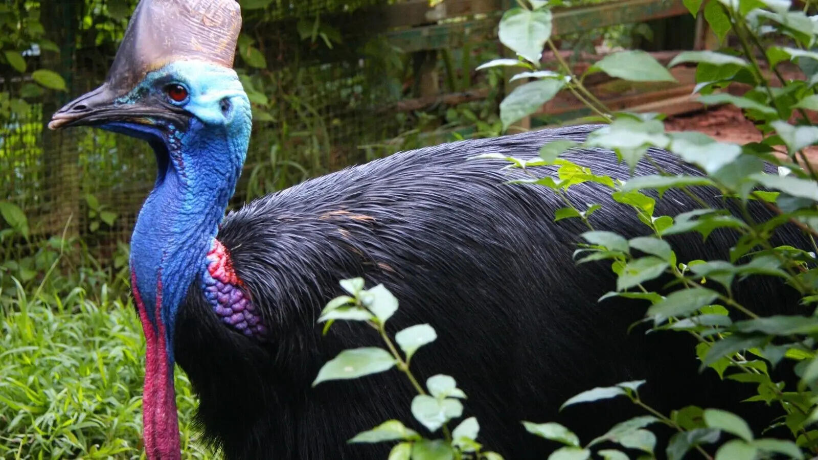 They have feathers, they have claws, and in some cases they have venom – meet the deadliest birds on the planet