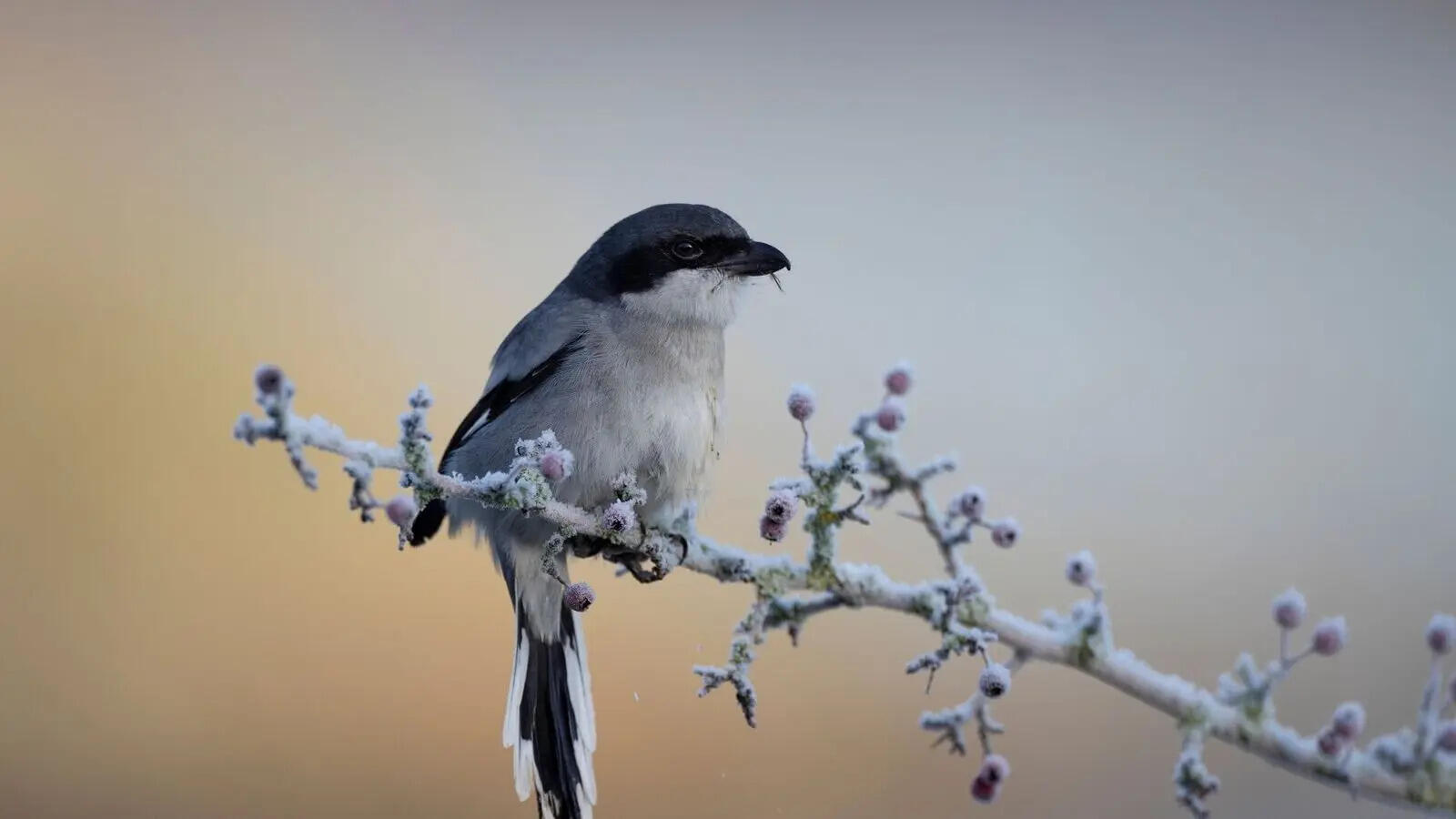 They have feathers, they have claws, and in some cases they have venom – meet the deadliest birds on the planet