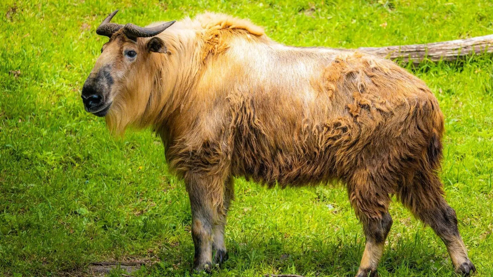 From mythical to extinct: 5 national animals that tell unusual stories