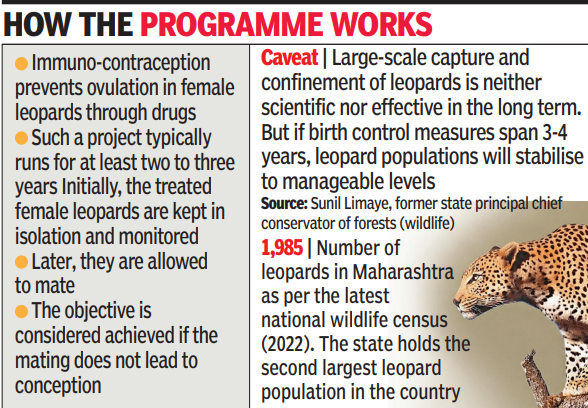 बिबट्या इम्युनो-गर्भनिरोधक
