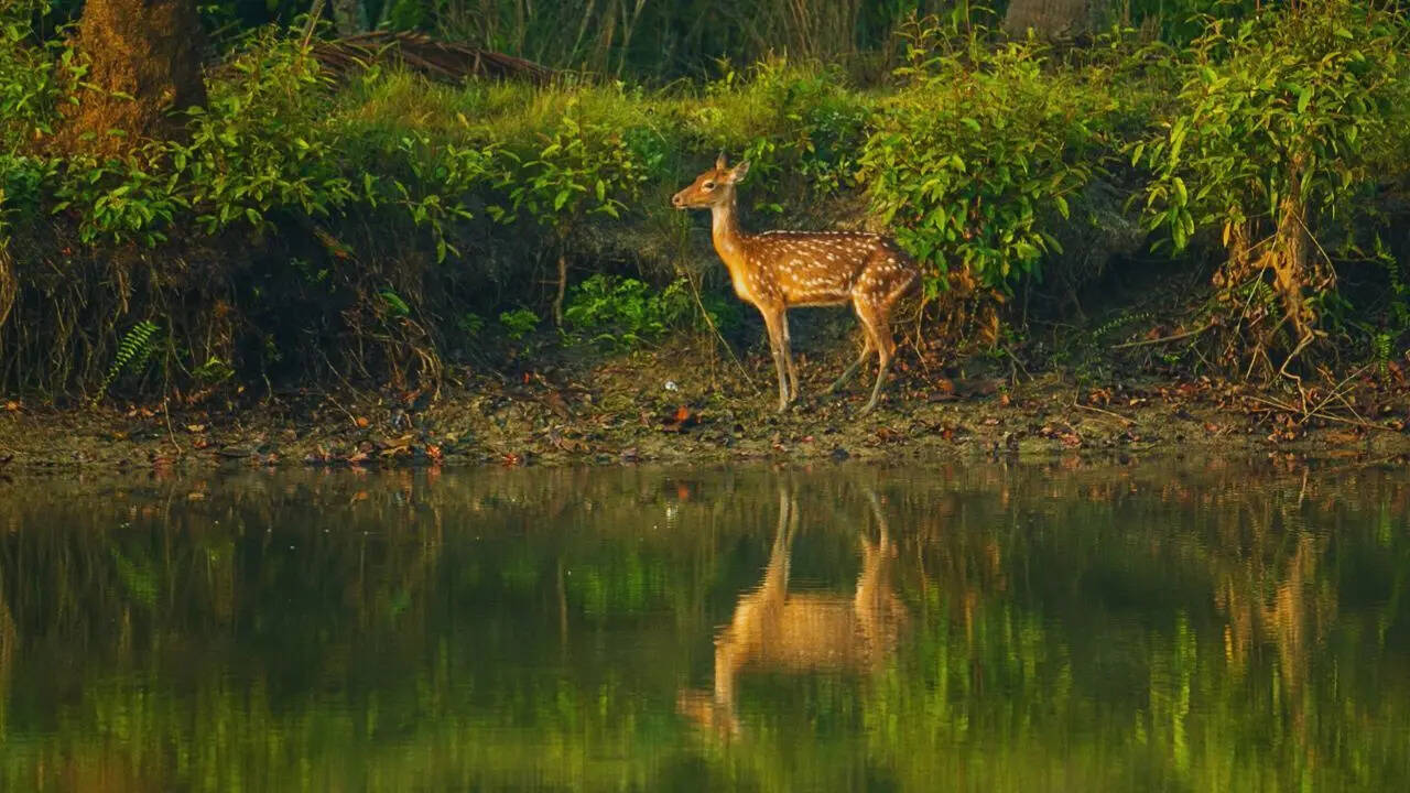 SUNDARBANS