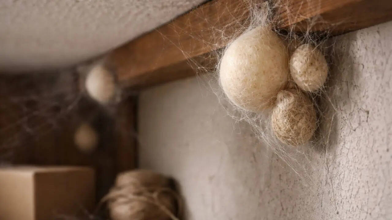 Spider eggs: What they look like and where you might find them in your home