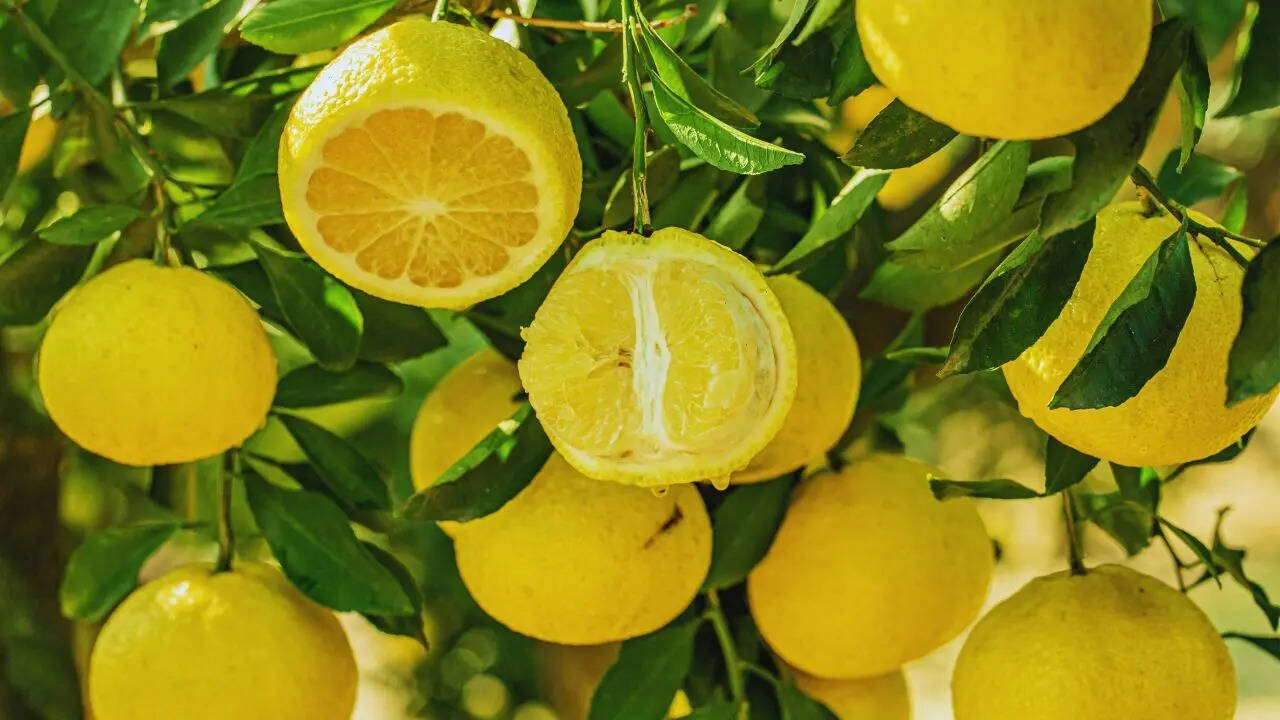 Lemon plant